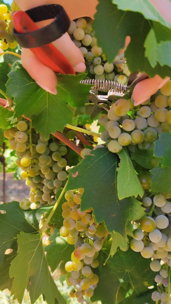 jJwyFYex_298667524_396005682522235_3223469724151306962_n (1).jpg